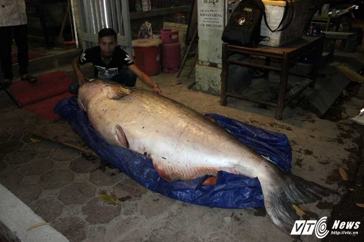cap-thuy-quai-song-me-kong-nang-hon-200kg-ve-da-nang-gay-xon-xao