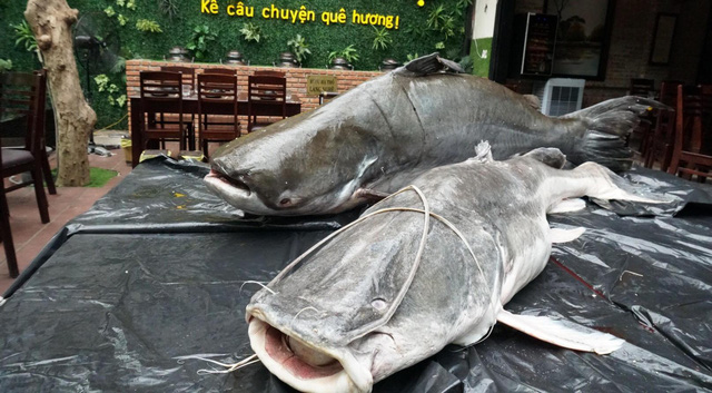 cap-thuy-quai-song-me-kong-nang-hon-200kg-ve-da-nang-gay-xon-xao