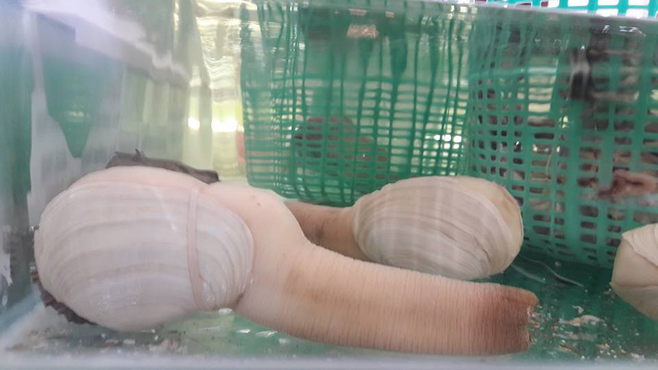 bua-com-nha-giau-viet-chi-chuc-trieu-an-bao-ngu-den-cua-nhap-ngoai