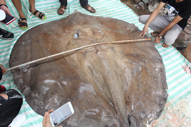 ha-noi-ca-duoi-khung-216-kg-dai-hon-3m-bay-tu-thai-lan-ve-phuc-vu-dai-gia