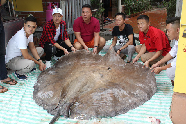 ha-noi-ca-duoi-khung-216-kg-dai-hon-3m-bay-tu-thai-lan-ve-phuc-vu-dai-gia