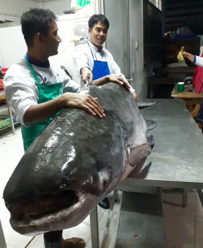 an-giang-ca-tra-khong-lo-160-kg-ve-nha-hang-dai-gia-tra-1-trieu-dongkg an-giang-ca-tra-khong-lo-160-kg-ve-nha-hang-dai-gia-tra-1-trieu-dongkg