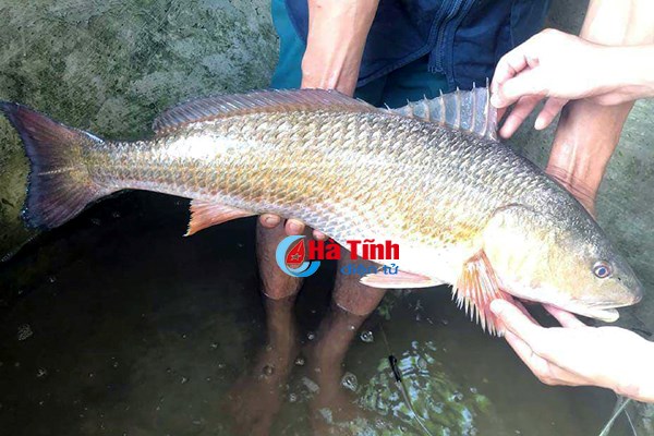 ha-tinh-cau-duoc-ca-ong-anh-nghi-su-vang-dai-gia-tra-400-trieu-khong-ban