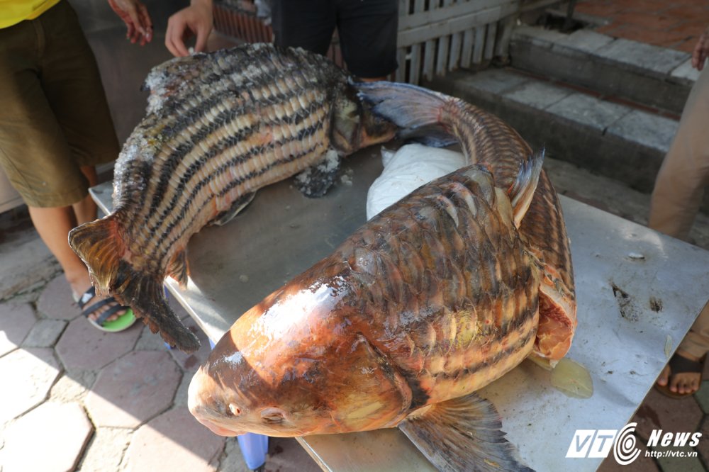 loat-thuy-quai-song-me-kong-khung-tram-kg-ve-vn-2017-phuc-vu-dai-gia