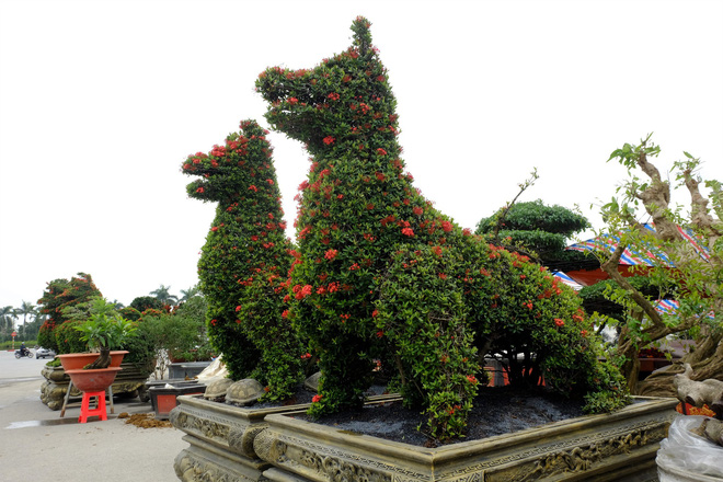 loat-cay-canh-hinh-cho-cong-dep-mat-gia-250-trieu-dong-gay-xon-xao