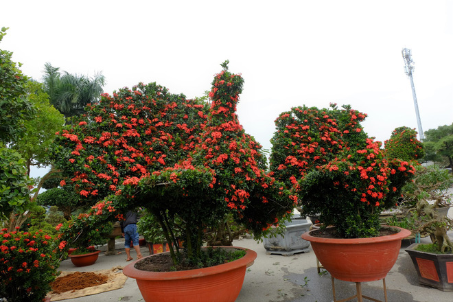 loat-cay-canh-hinh-cho-cong-dep-mat-gia-250-trieu-dong-gay-xon-xao
