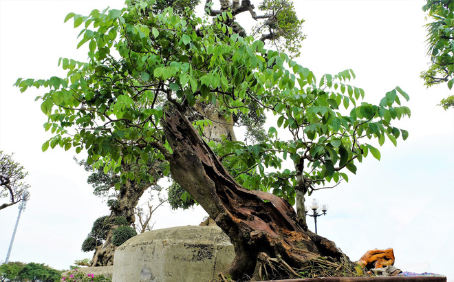 chau-bonsai-sua-do-gia-14-ty-dong-o-ha-noi-co-gi-dac-biet