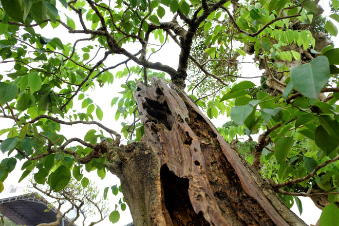chau-bonsai-sua-do-gia-14-ty-dong-o-ha-noi-co-gi-dac-biet