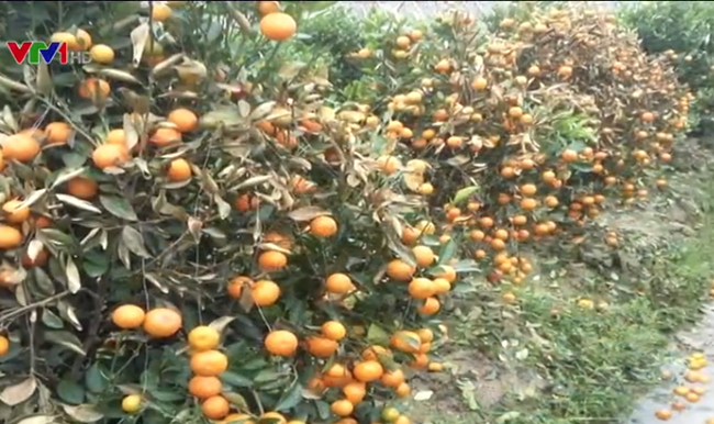 vu-400-cay-quat-tet-bi-pha-hoai-bo-phieu-kin-lo-dien-4-ke-tinh-nghi
