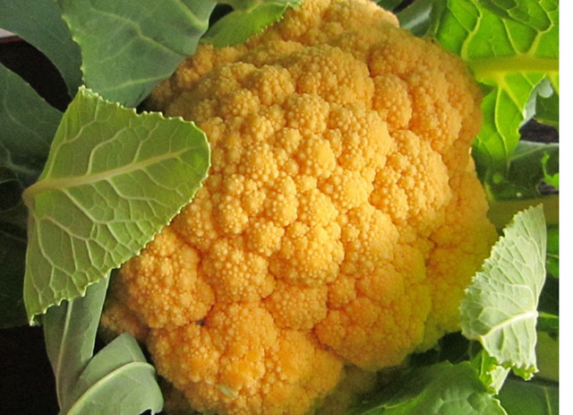 sup-lo-nhat-gia-khung-250-nghin-dongcay-ba-noi-tro-viet-phat-sot-co-gi-dac-biet