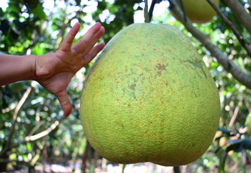 tien-giang-choang-buoi-khong-lo-8-kgqua-gia-tien-trieu-bay-tet
