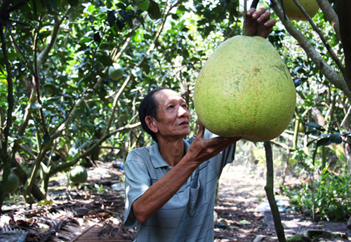 tien-giang-choang-buoi-khong-lo-8-kgqua-gia-tien-trieu-bay-tet