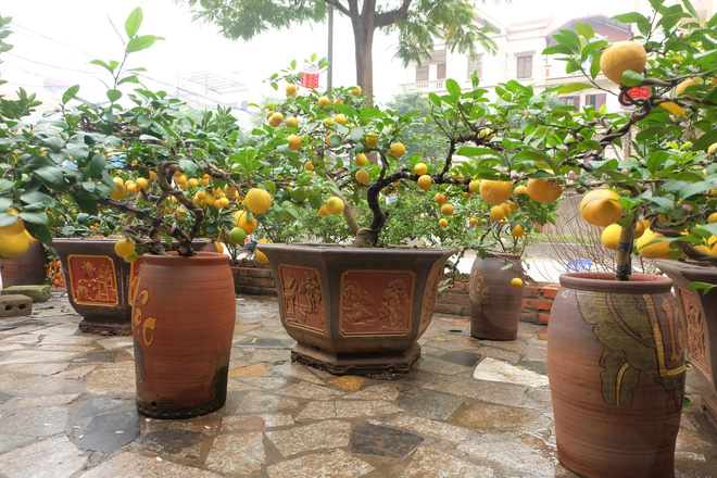 vi-sao-loat-chau-chanh-vang-phu-quy-choi-tet-nay-co-gia-len-den-60-trieu-dong