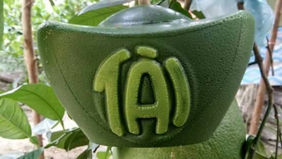 hoa-qua-doc-la-tet-2018-buoi-thoi-vang-2-trieucap-dua-hau-vuong-35-trieu