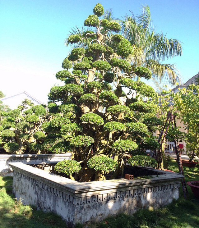 tay-ninh-dai-gia-so-huu-bo-3-cay-khung-gia-ngat-nguong-50-ty-dong
