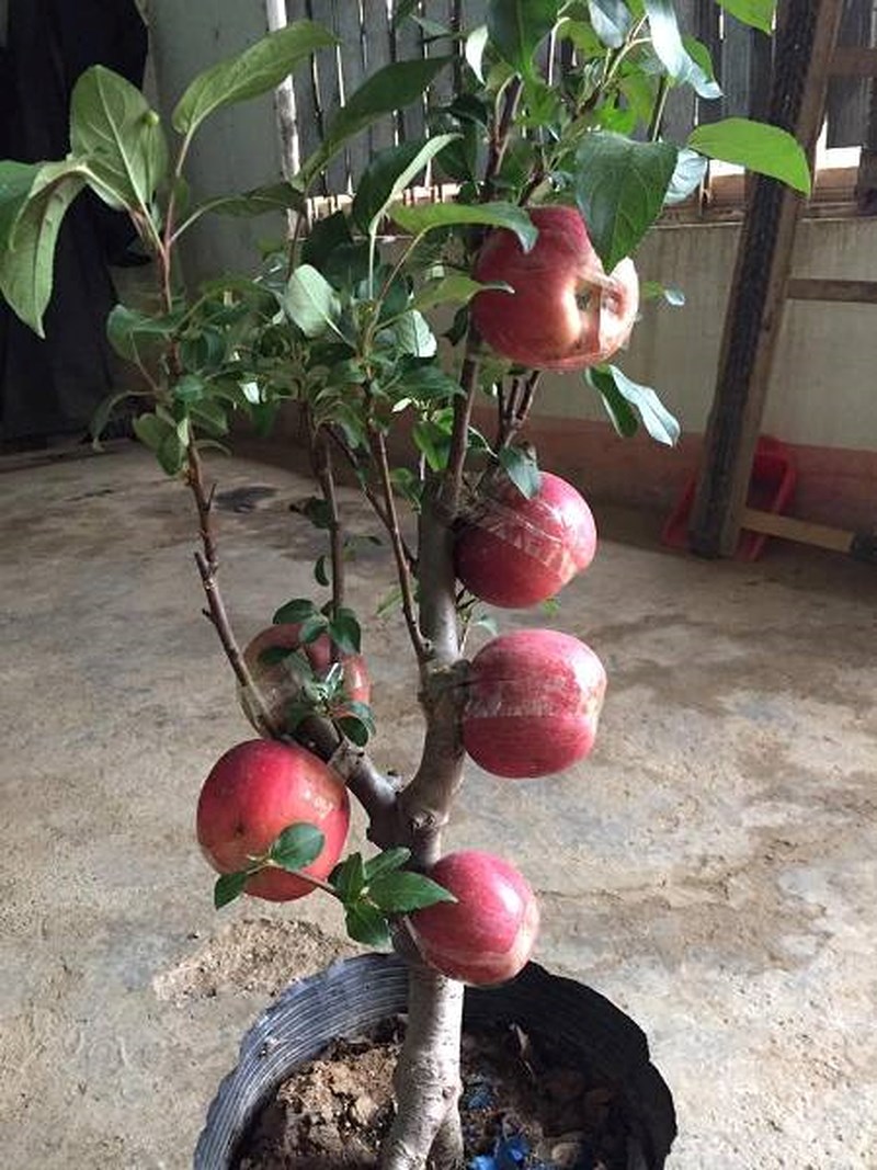 tao-bonsai-trung-quoc-trieu-dongcay-tet-2018-nguoi-ban-tiet-lo-su-that-soc