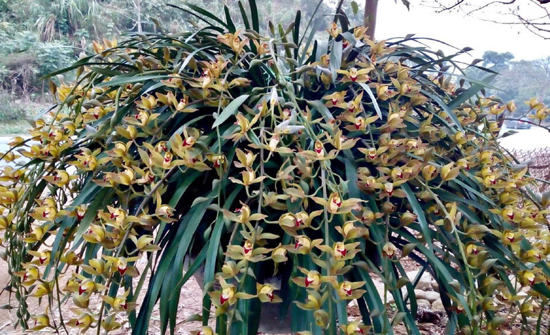 chau-lan-mau-xanh-ngoc-huyen-thoai-co-gia-thue-100-trieu-dong-choi-tet-dep-co-nao