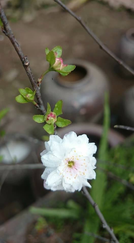 bonsai-nhat-chi-mai-gia-tien-trieu-do-bo-thi-truong-tet-mau-tuat-2018