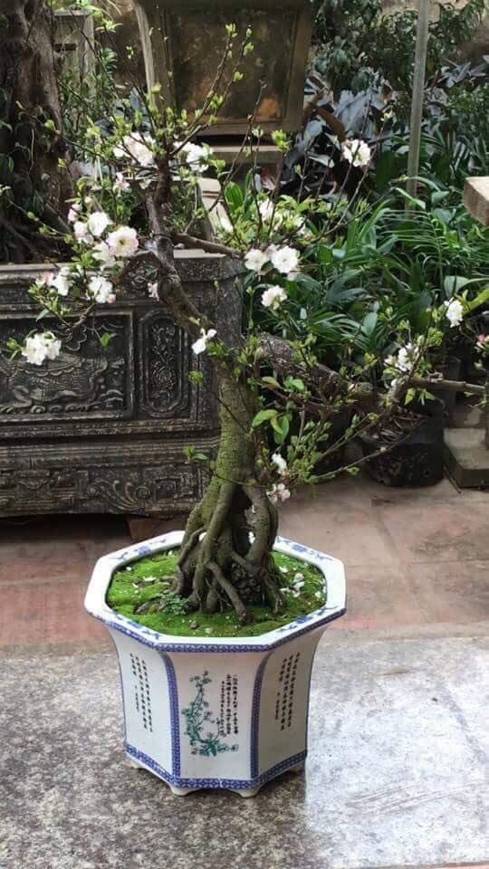 bonsai-nhat-chi-mai-gia-tien-trieu-do-bo-thi-truong-tet-mau-tuat-2018