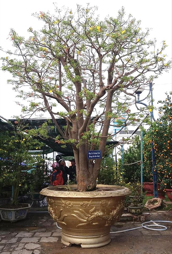 lao-mai-khung-gan-100-tuoi-gia-3-ty-dong-o-da-nang-doc-co-nao