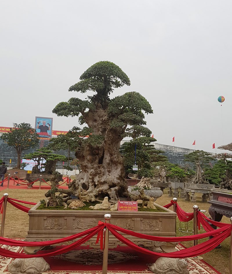 cay-duoi-co-thu-nghin-tuoi-gia-6-ty-dong-duoc-trai-tham-do-doc-co-nao