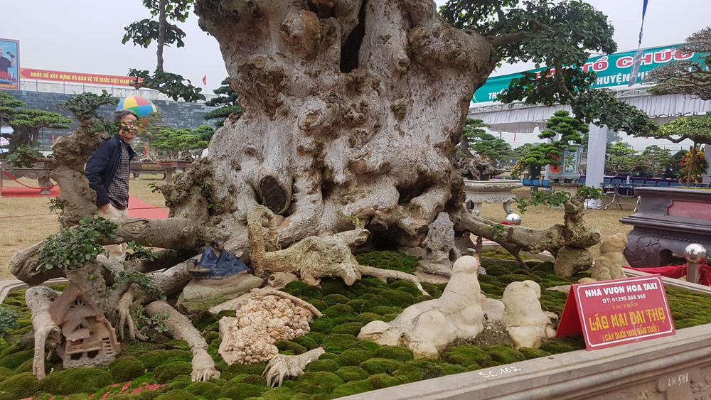 cay-duoi-co-thu-nghin-tuoi-gia-6-ty-dong-duoc-trai-tham-do-doc-co-nao