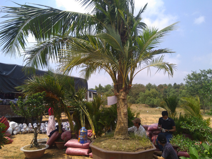 phu-quoc-xon-xao-cay-khe-hinh-cho-dua-15-ngon-gia-nua-ty