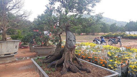 phu-quoc-xon-xao-cay-khe-hinh-cho-dua-15-ngon-gia-nua-ty