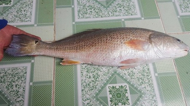 hue-ngu-dan-bat-duoc-ca-la-25-kg-nghi-ca-su-vang-tien-ty