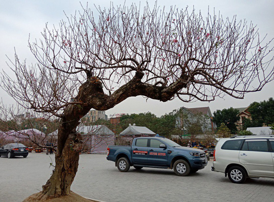 cay-dao-tet-het-gia-120-trieu-dong-doc-co-nao