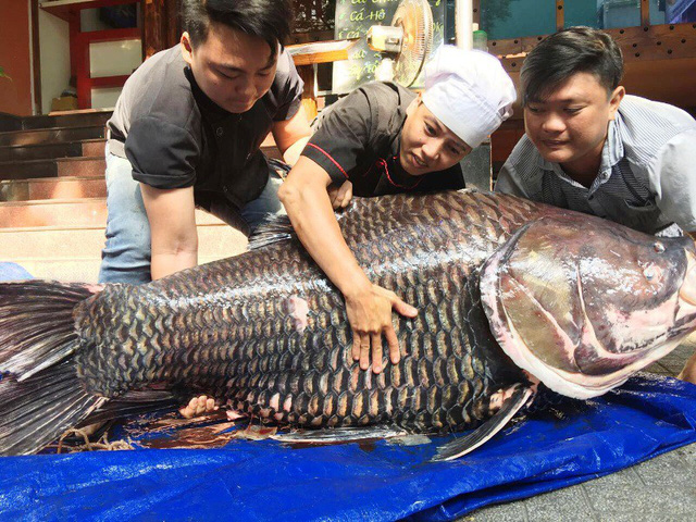 dau-nam-dai-gia-viet-mua-thuy-quai-100-kg-gia-chuc-trieu-dong-de-cau-may