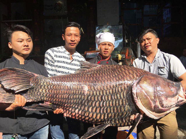 dau-nam-dai-gia-viet-mua-thuy-quai-100-kg-gia-chuc-trieu-dong-de-cau-may