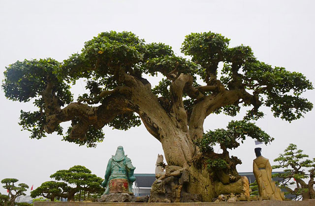 cay-sanh-co-dang-rong-duoc-tra-gia-tien-ty-dai-gia-viet-khong-ban-doc-co-nao