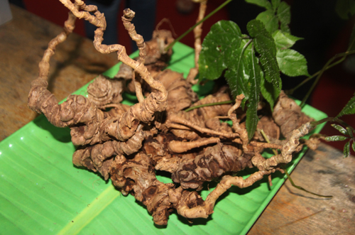 cu-sam-ngoc-linh-11-kg-o-quang-nam-vua-duoc-dai-gia-mua-dut-hon-nua-ty-dong
