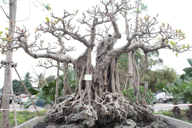 cay-da-co-cao-khung-19-m-dai-gia-dung-10-cay-vang-de-doc-co-nao