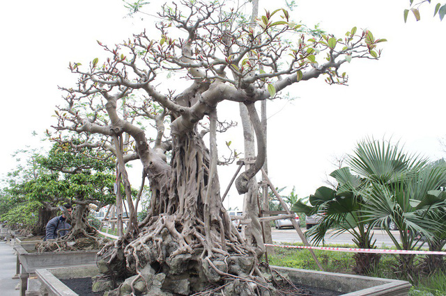 cay-da-co-cao-khung-19-m-dai-gia-dung-10-cay-vang-de-doc-co-nao
