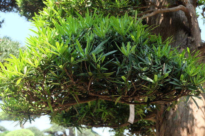 cay-tung-la-han-600-tuoi-gia-17-ty-dong-trong-vuon-cay-nghin-ty-o-ha-noi