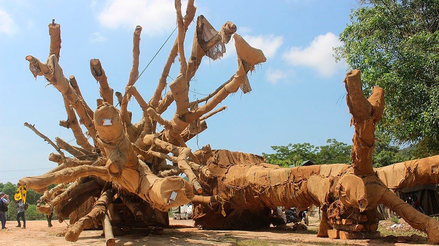cay-quai-thu-van-chuyen-khap-tinh-thanh-quoc-lo-1a-lo-dien-chu-nhan-tre-tuoi