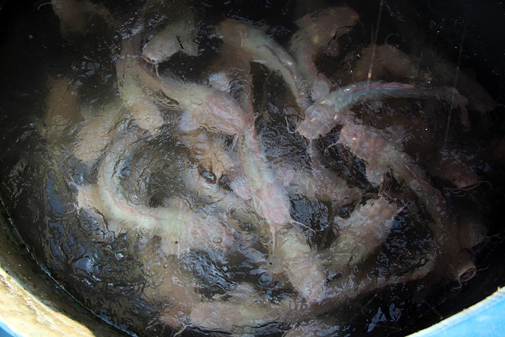 nghin-con-ca-tre-dot-bien-gen-mau-hong-phan-ky-la-gia-ty-dong-o-mien-tay