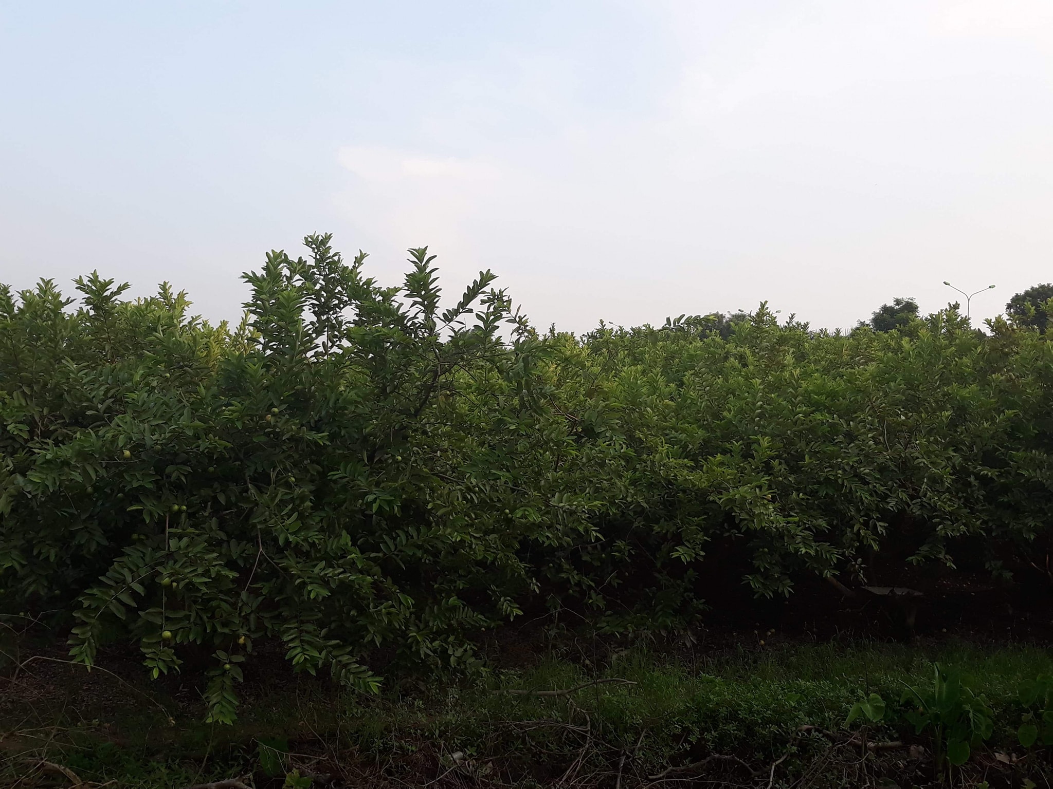 chi-em-tranh-nhau-mua-oi-gang-dong-du-gion-ngot-gia-15000-dongkg