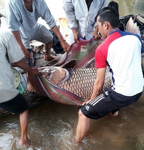 vinh-long-giang-luoi-bat-duoc-ca-ho-vang-nang-khung-125kg-ban-ngay-thu-300-trieu vinh-long-giang-luoi-bat-duoc-ca-ho-vang-nang-khung-125kg-ban-ngay-thu-300-trieu