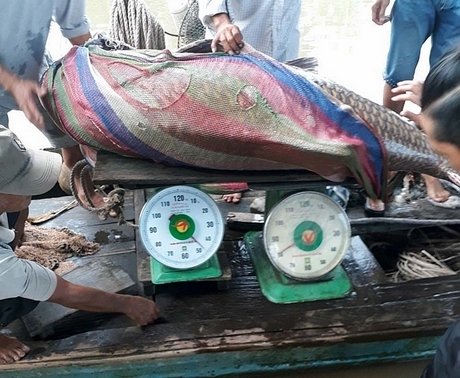 vinh-long-giang-luoi-bat-duoc-ca-ho-vang-nang-khung-125kg-ban-ngay-thu-300-trieu