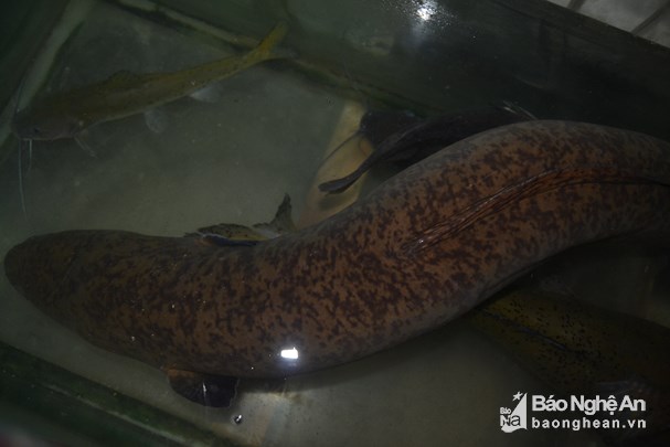 nghe-an-ngu-dan-bat-duoc-ca-chinh-khung-11kg-dai-16m-ban-ngay-10-trieu