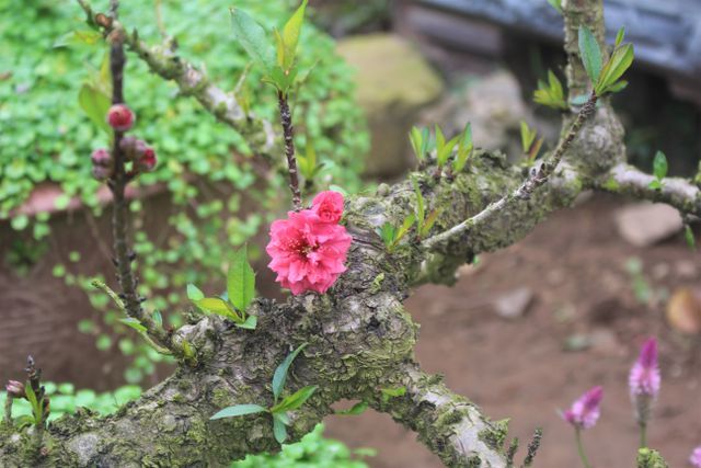 cho-tet-2019-hang-loat-do-tien-ty-do-xo-ra-duong-ban-cho-nha-giau-viet