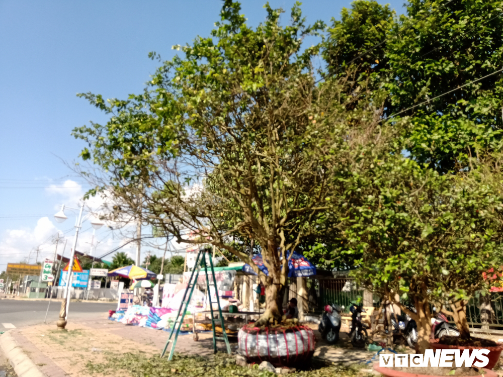 cho-tet-2019-hang-loat-do-tien-ty-do-xo-ra-duong-ban-cho-nha-giau-viet