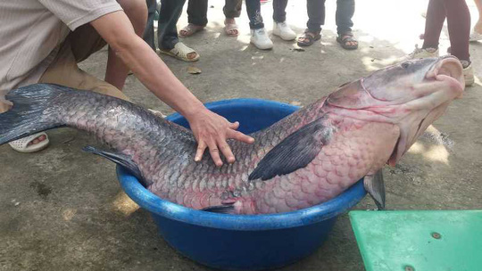 thanh-hoa-do-xo-di-xem-ca-tram-nang-khung-33kg-ban-ngay-gan-chuc-trieu