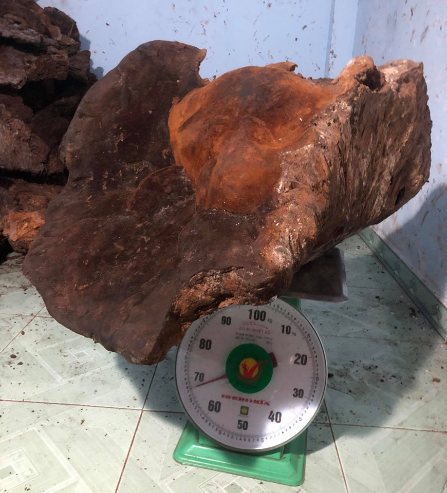 quang-nam-di-rung-tim-thay-cay-nam-khung-70kg-dai-gia-tra-gia-60-trieu-chua-ban