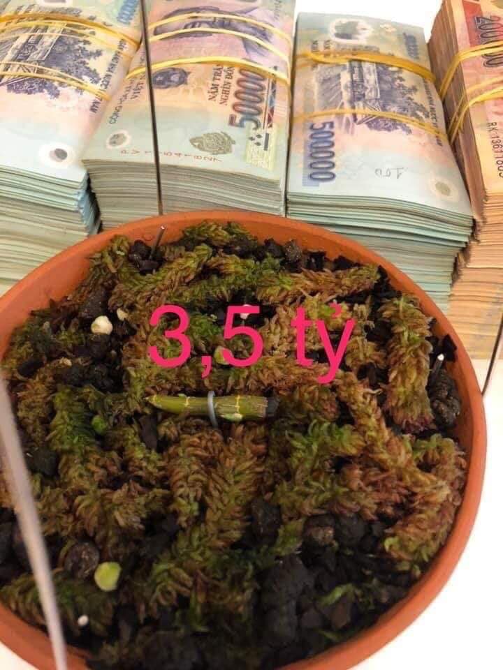 bi-an-dai-gia-vua-mua-dot-hoa-lan-ca-viet-nam-moi-co-gia-35-ty-dong