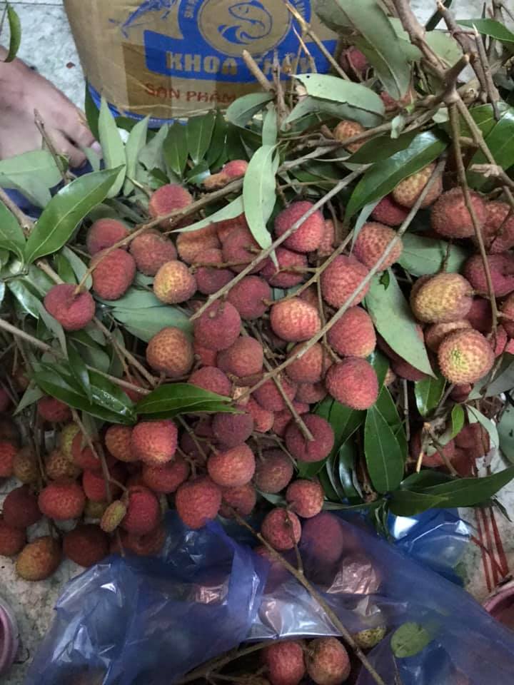 vai-dau-mua-sieu-re-chi-25-nghin-dongkg-cach-chon-qua-vai-ngon-khong-sau-dau