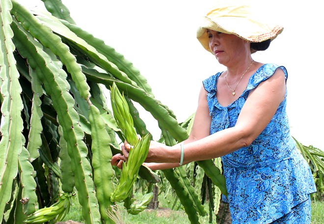 Thương l&aacute;i Trung Quốc thu mua b&ocirc;ng thanh long